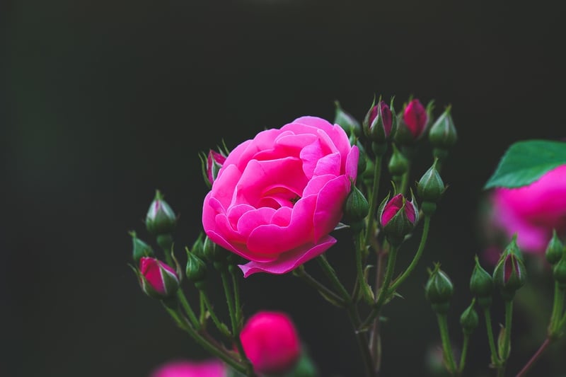 Whimsical Garden